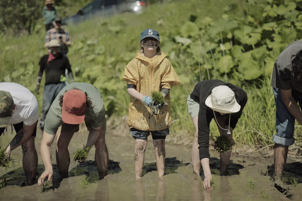 Rice planting experience