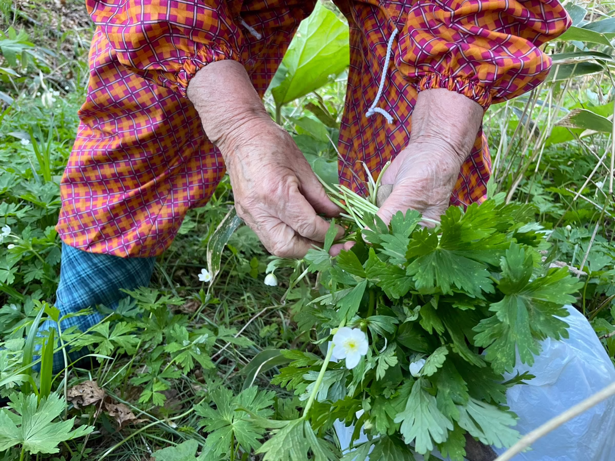 Spring Ainu food culture-wild vegetable